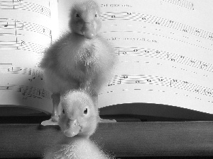 ducks, Tunes