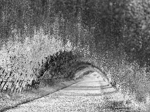 Way, Blossoming, wistaria, tunnel