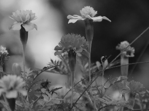 Tagetes, Turki