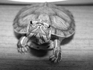 turtle