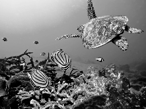 reef, Caribbean, turtle, fishes, coral, sea