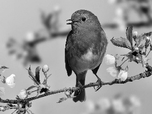 Bird, Blossoming, twig, robin