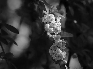 Bush, flowers, twig, Yellow