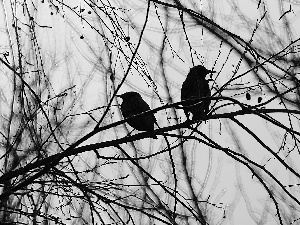 Two cars, an, twig, starlings