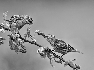 Two cars, Blossoming, twig, Sparrows