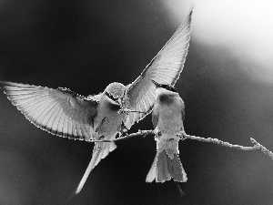 Two cars, wings, twig, birds