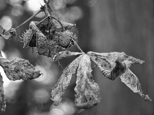 chestnut, Leaf, chestnuts, twig