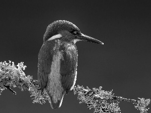 twig, kingfisher, Gray