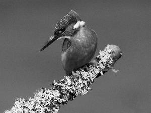 twig, Bird, kingfisher