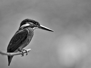 kingfisher, twig