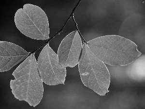 twig, Orange, Leaf