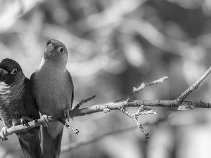 twig, Two, Parrots