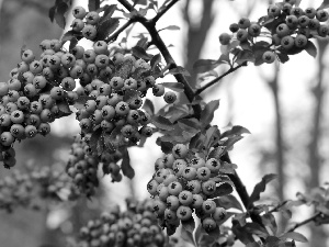 Scarlet firethorn, Fruits, twig