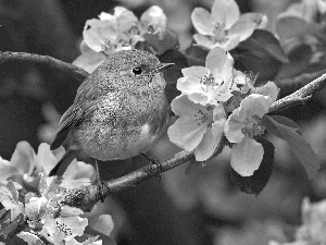 small, Blossoming, twig, birdies