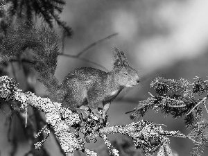 squirrel, twig