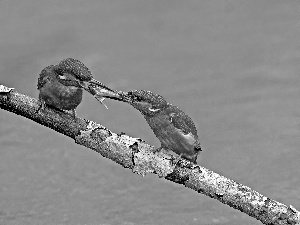 twig, kingfishers, trophy