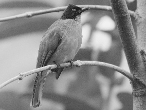 red-bearded bulbul, Twigs