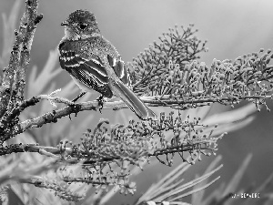 Bird, Flowers, Twigs, Willow Warbler