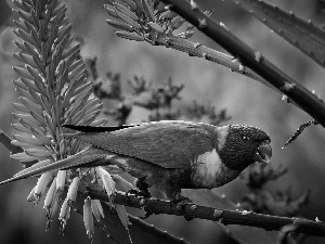 Twigs, Mountain Rainbow Lorikeet, parrot, flourishing, Coloured