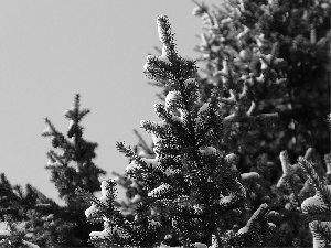 cones, Snowy, Twigs, spruce