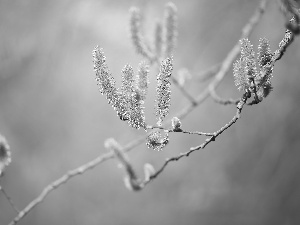 database, inflorescences, Willow, Twigs