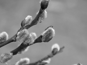 Twigs, Willow, database