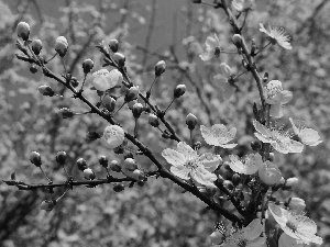 Flowers, cherry, Twigs, Buds