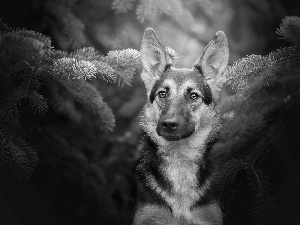 Swierk, German Shepherd, Twigs