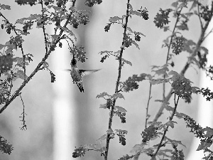 Flowers, humming-bird, Twigs