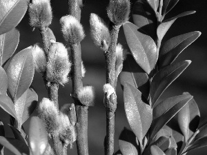 Twigs, Willow, Leaf, Boxwood, green ones, database