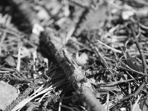 Twigs, grasshopper, litter