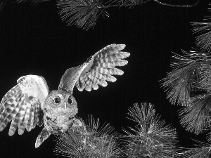 owl, Twigs