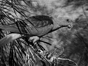 Twigs, Coloured, parrot