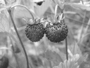 Strawberries, Twigs