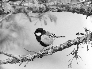 Twigs, tit, Great Tit