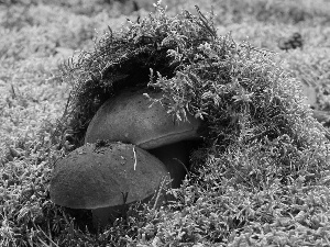 boletus, Moss, Two cars