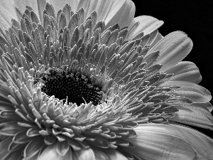 Gerbera, Colourfull Flowers, two Colors