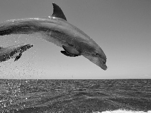 Two cars, dolphins