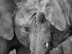 Two cars, Elephants