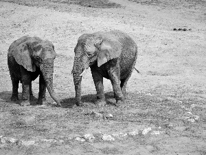 Two cars, Elephants