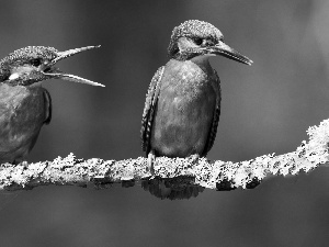 Two cars, kingfishers