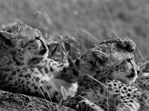 Two cars, Cheetah