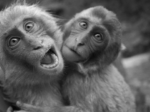 Two cars, macaques