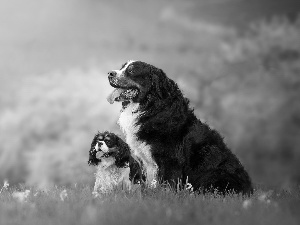 Two cars, King Charles Spaniel, Bernese Mountain Dog, Dogs