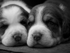 Two cars, Puppies