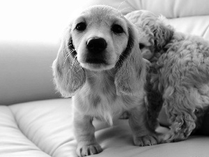 English Cocker Spaniel, Two cars, puppies