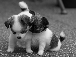 puppies, sweet, Two cars