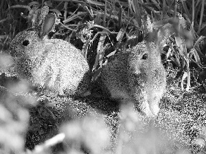 Two cars, rabbits