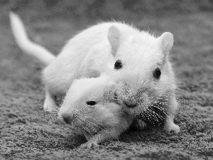 Two cars, Gerbils