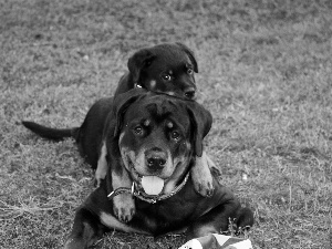 Two cars, Rottweilers